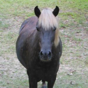 Meet your Posher, Juliette